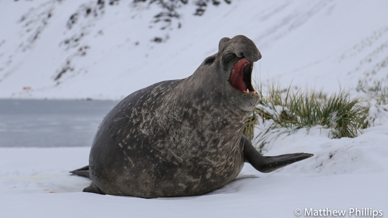 South Georgia, Antarctica, male Elephant seal