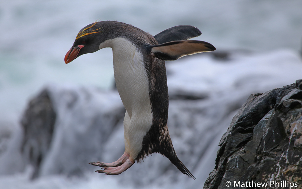 South Georgia, Antarctica. Macaroni Penguin