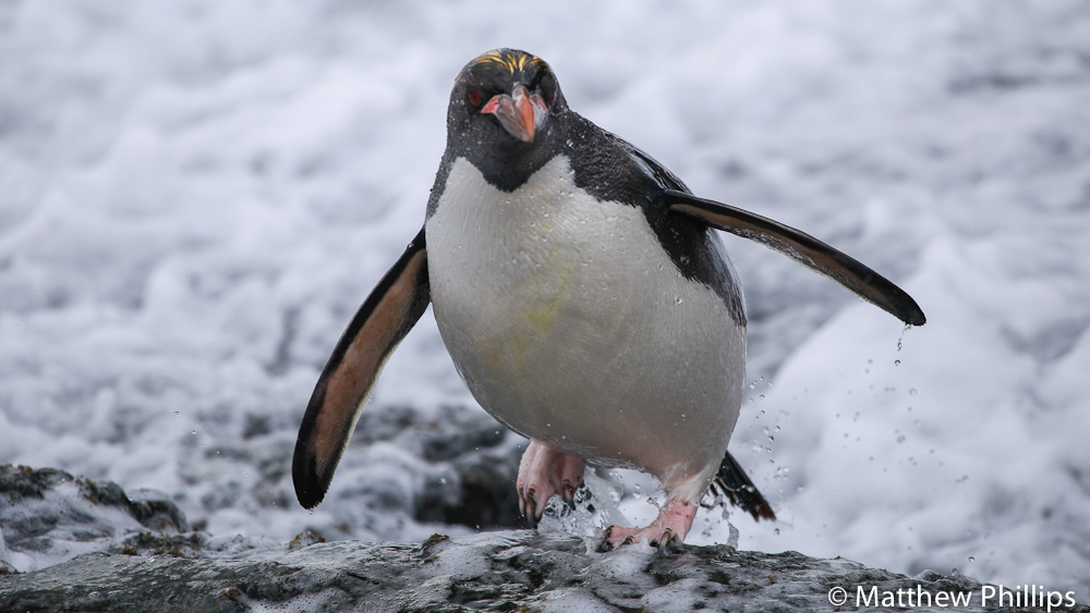 South Georgia, Antarctica, Macaroni Penguin. 