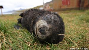 A sleeping Fur Seal pup, Grytviken.