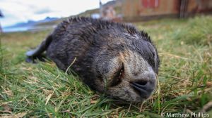 Sleeping Fur Seal pup showing some teeth, Grytviken. 