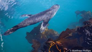 Adult male Fur Seal just below the surface on a calm day, King Edward Cove.