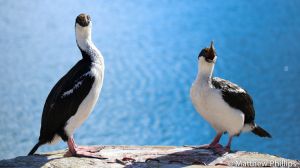 Blue Eyed Shags on the wharf, King Edward Point. 