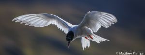 Antarctic Tern holding its position looking for food, King Edward Cove.