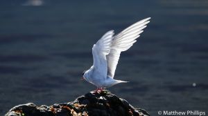 Antarctic Tern stretching its wings, King Edward Cove.