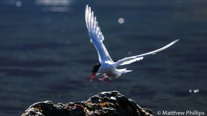 Antarctic Tern coming in to land with some food, King Edward Cove.