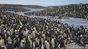 The river from the Buxton Glacier winds it's way through the King Penguin colony at St Andrews Bay.-2.jpg