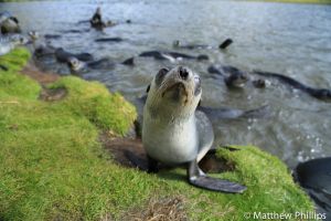 Curious Fur Seal pup edges closer, 'puppy lake', Maiviken.