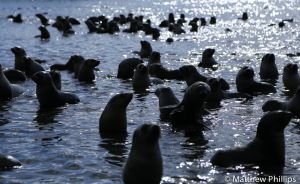 Fur Seal pups galore at 'puppy lake', Maiviken. 