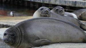 Elephant Seal pups invading the slipway. King Edward Cove.