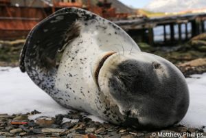 A male Leopard Seal having a stretch, Grytviken.