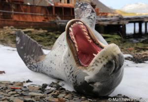 Male Leopard Seal has a stretch and a yawn, Grytviken.