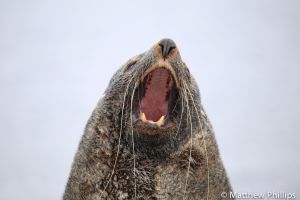 Male Fur seal showing his weapons, King Edward Point. 