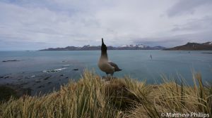 Sooty Albatross calls out, Horse Head, Penguin River. 