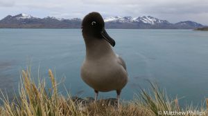 Sooty Albatross, Horse Head, Penguin River. 