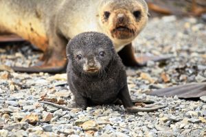 Fur Seal pup going for an explore under the watchful eye of it's protective mother, Grytviken.