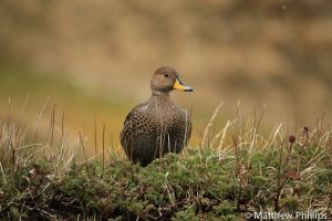 South Georgia Pintail, King Edward Cove.