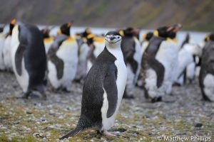 Chinstrap Penguin looking lost amongst a King Penguin colony, King Edward Point. 